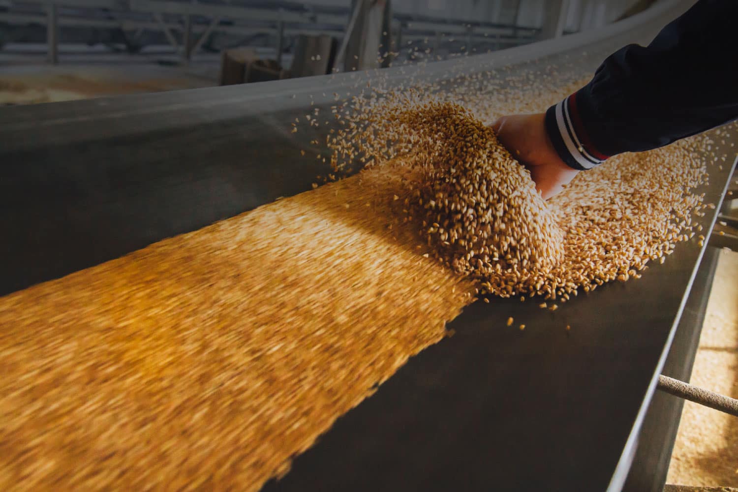 grano-mulino-macinazione-lendinara-