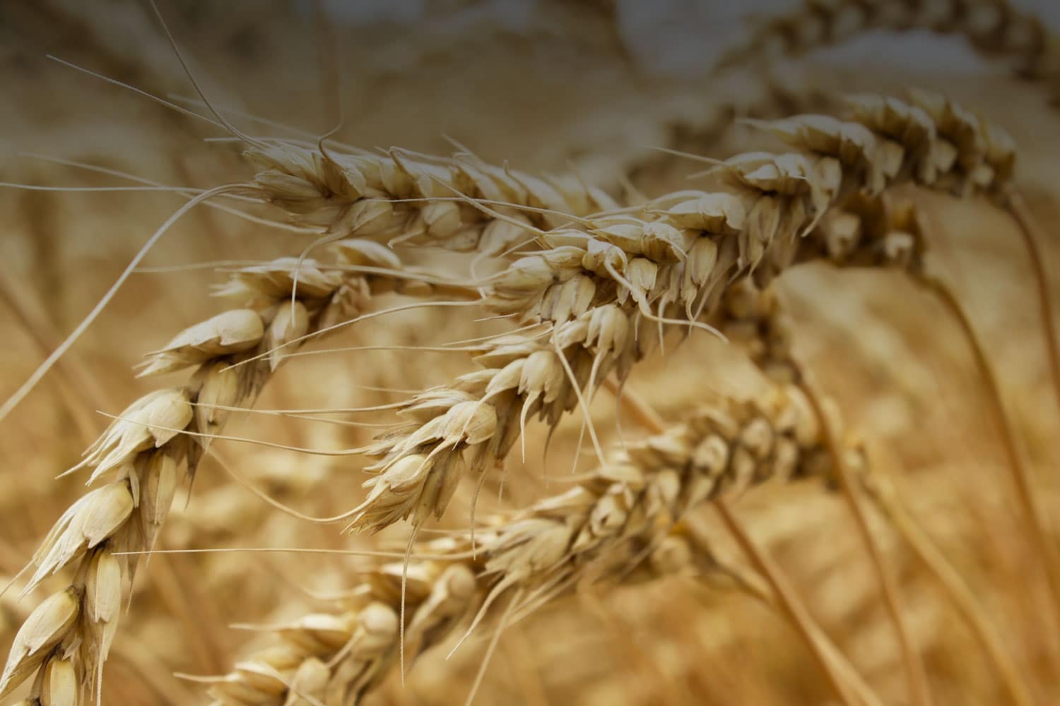 spiga-grano-mulino-macinazione-lendinara-