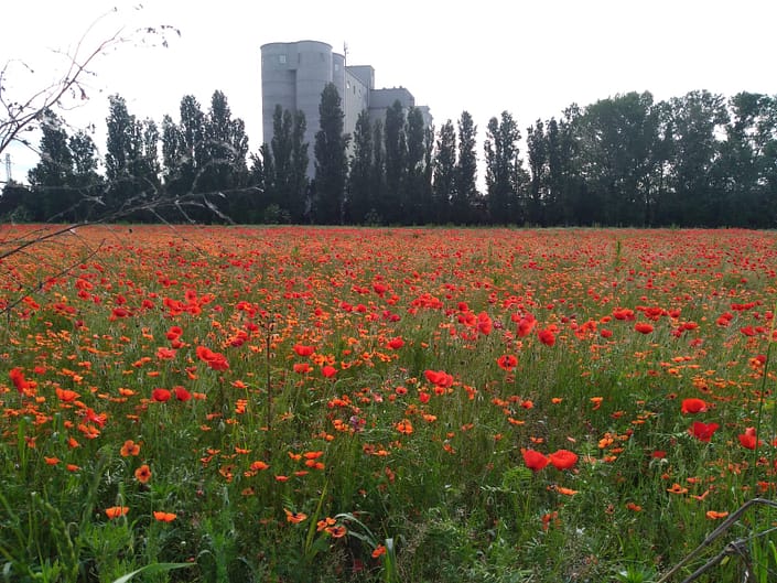 molini-porte-aperte-2019-mulino-e-papaveri